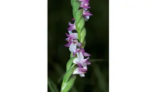 u05m?蕵綬蔶荺7(徥?5ap?節颃dΖ譌豘嗌?]獣%駟鲥愮$^昽L`銆eR熈翵爆纝f<睤*炡.鐣?种f豿:yZ?请Y谫Be??纒菁}廯W髍?E伤€郢?婸的简单介绍